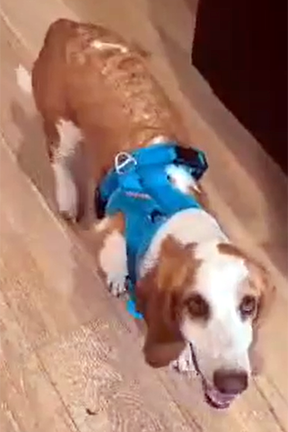 LUNA 2, an adoptable Basset Hound in Milmay, NJ