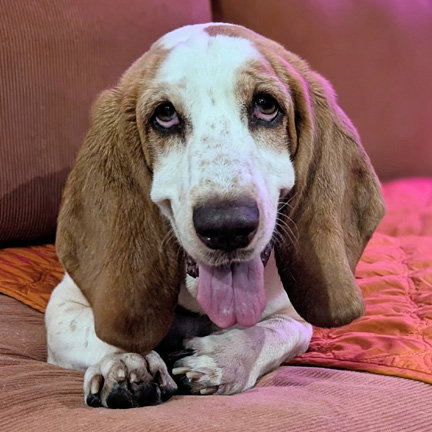 LUNA 2, an adoptable Basset Hound in Milmay, NJ