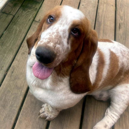 DAISY