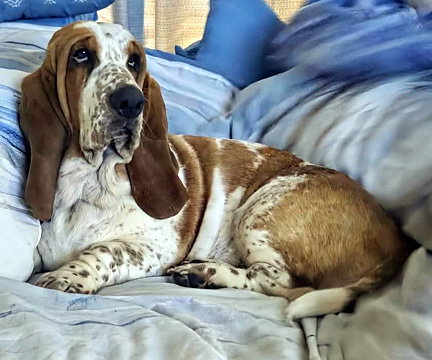 DAISY - ADOPTION PENDING!