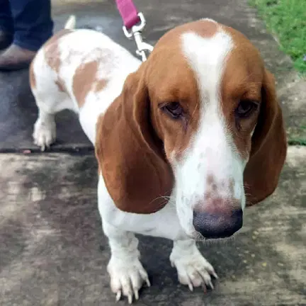 Rhea - Basset Hound