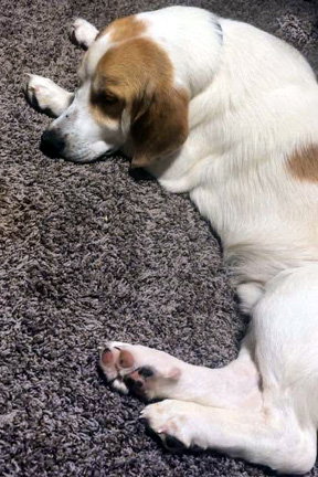GUS