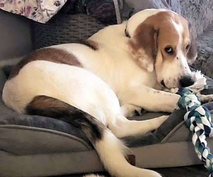 GUS, an adoptable Basset Hound in Milmay, NJ