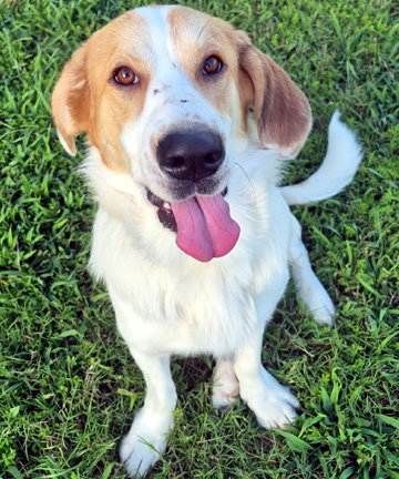 Gus photo 5