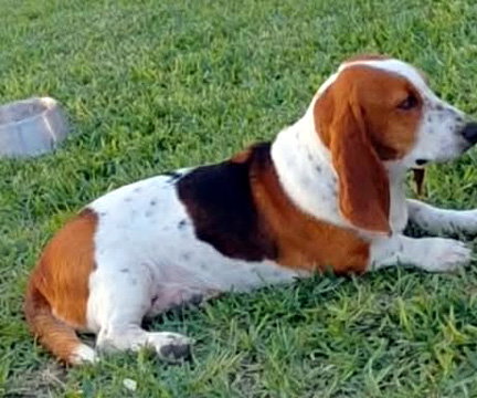 BONNIE