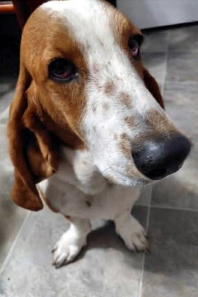 BONNIE