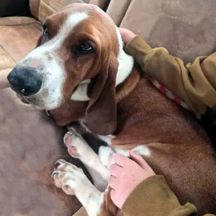 Casey - Basset Hound