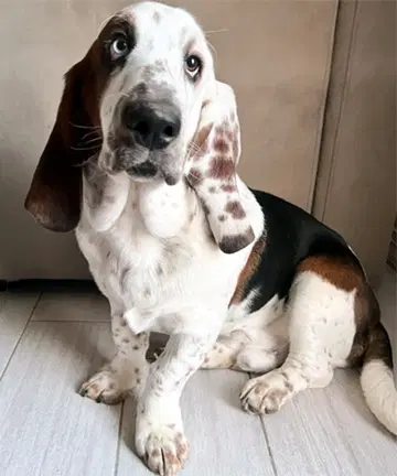 Moment - Basset Hound
