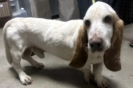 Slinky - Basset Hound