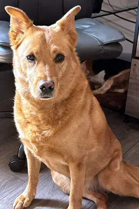 Cassie - Golden Retriever