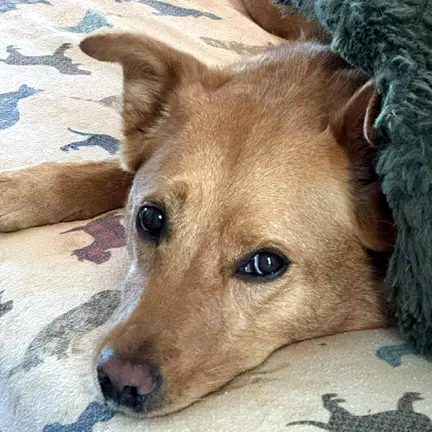 Cassie image 3