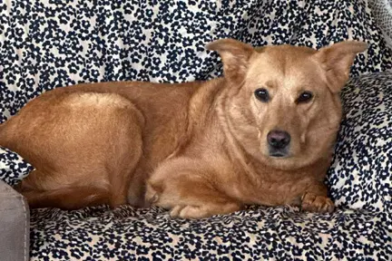 Cassie image 4