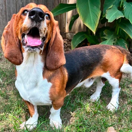 Bruno - Adoption Pending