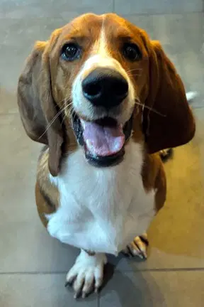 Bruno - Adoption Pending image 3
