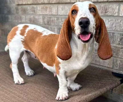 Mimi - Basset Hound