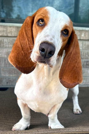 Photo 2 of MIMI - ADOPTION PENDING!