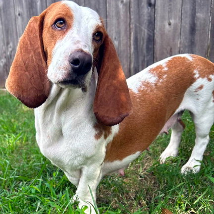 Photo 3 of MIMI - ADOPTION PENDING!