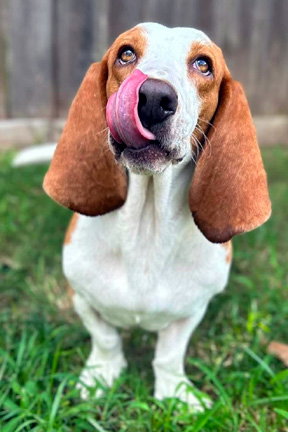 Photo 4 of MIMI - ADOPTION PENDING!