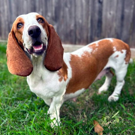Photo 5 of MIMI - ADOPTION PENDING!
