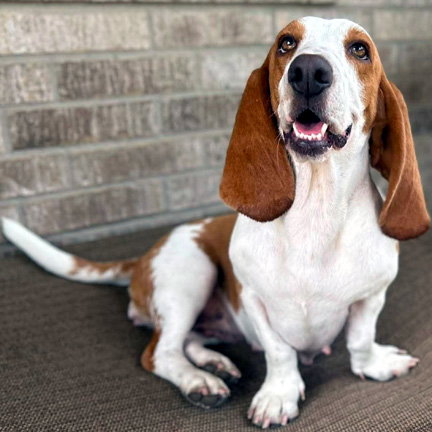 Photo 6 of MIMI - ADOPTION PENDING!