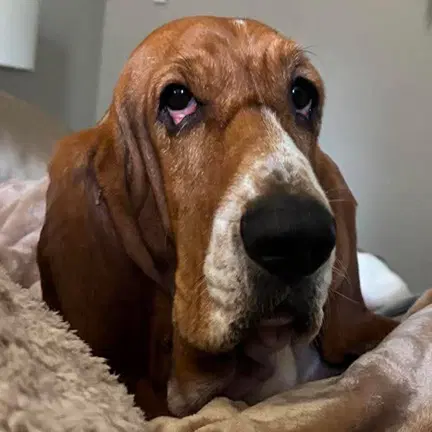 Penelope - Basset Hound