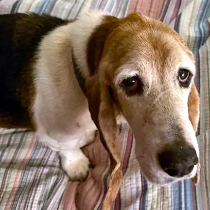 Lacy - Basset Hound