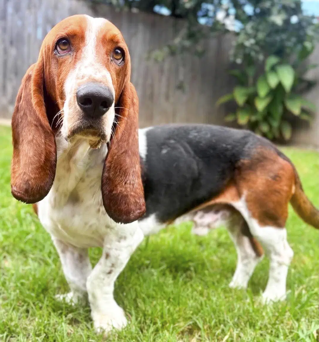 Diesel - Basset Hound