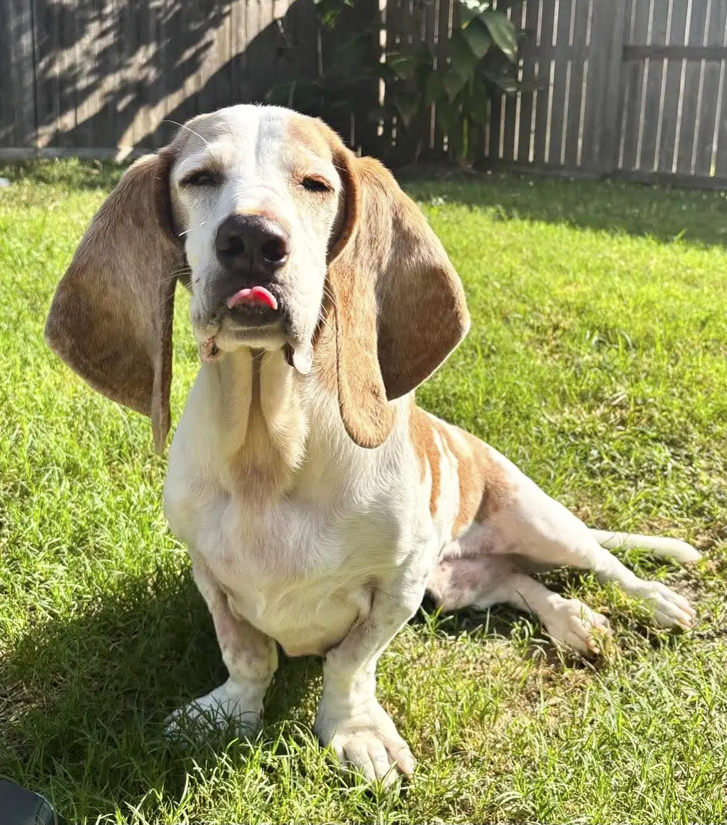 Gilbert - Basset Hound