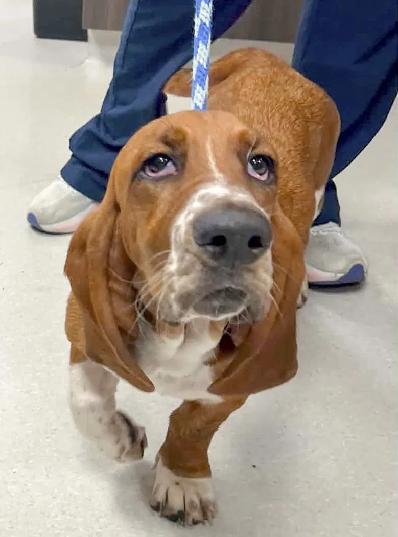 Ziggy - Basset Hound