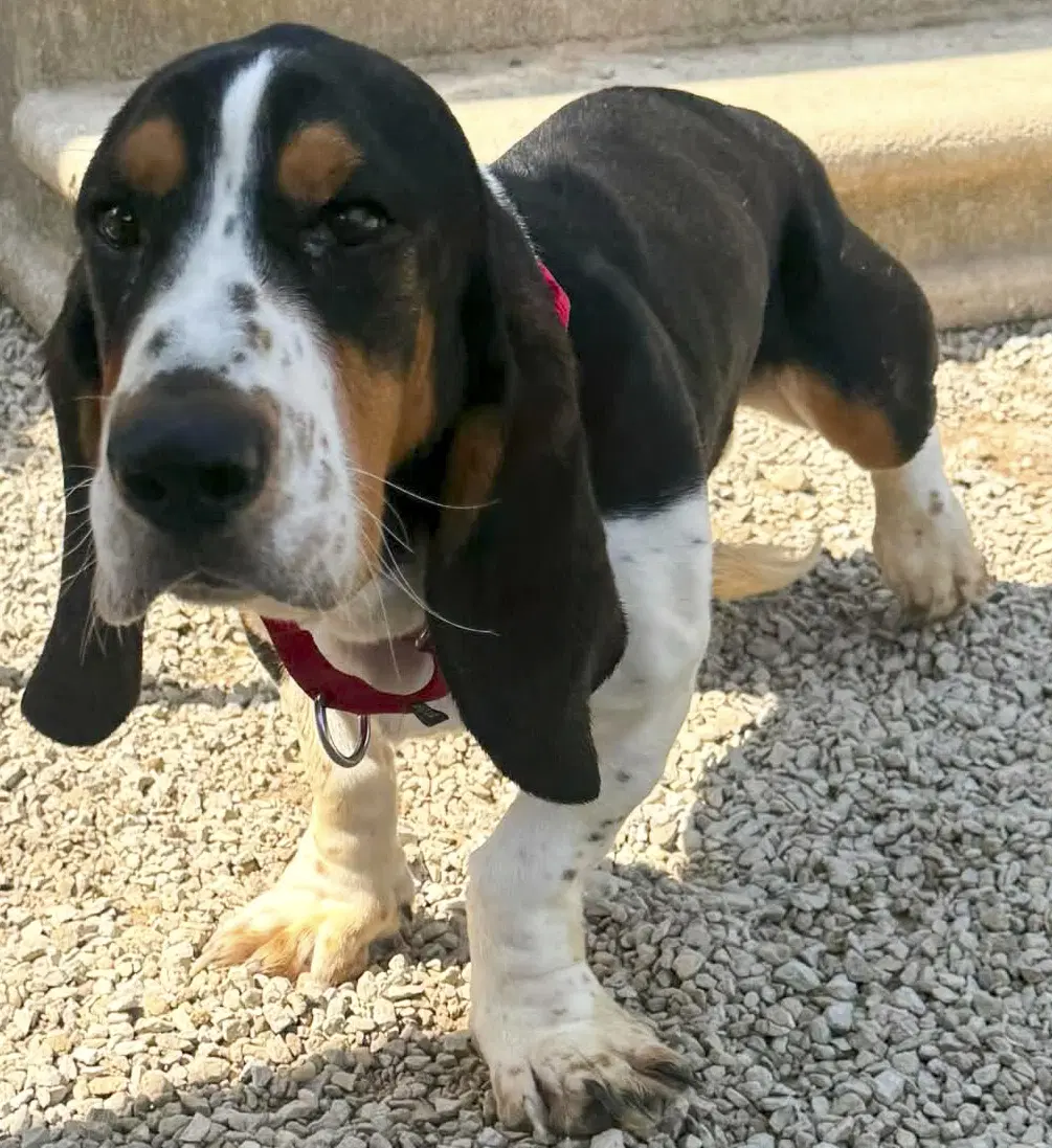 Briar - Basset Hound