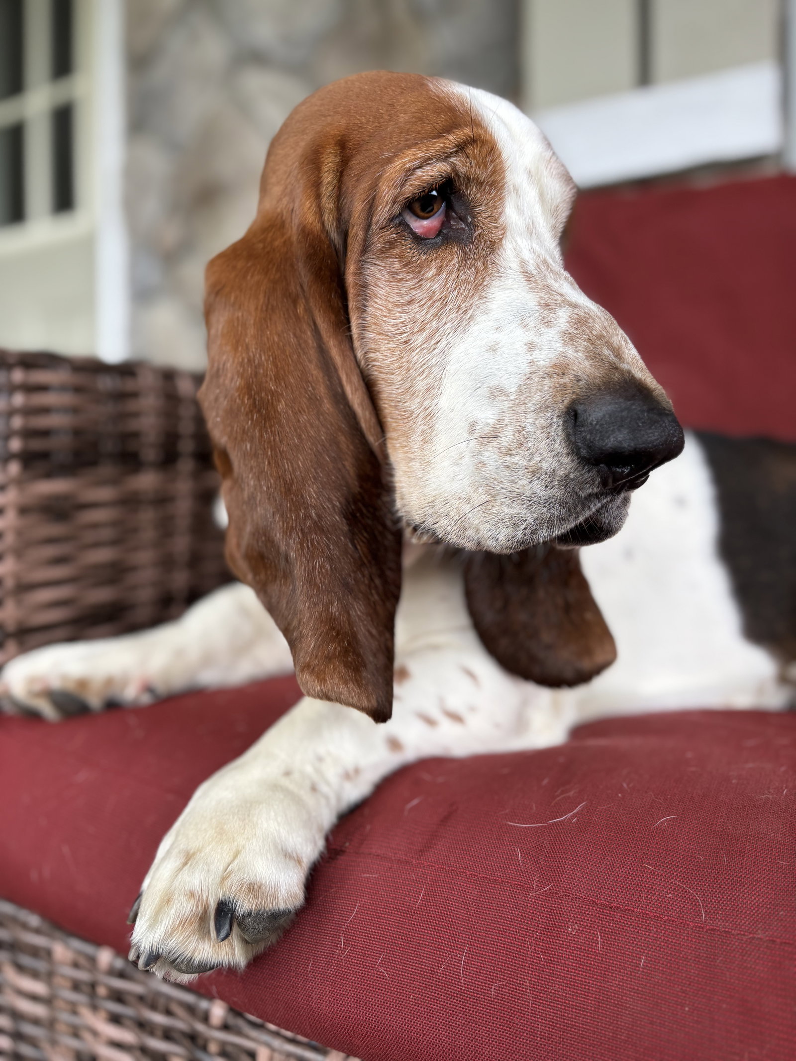 NORMAN, dog — photo 1 of 3