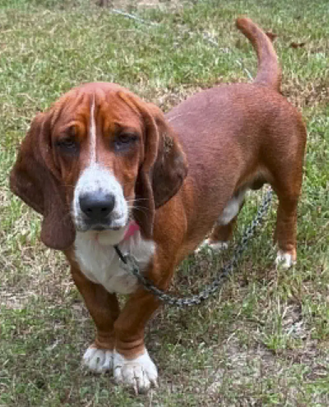Bramble - Basset Hound