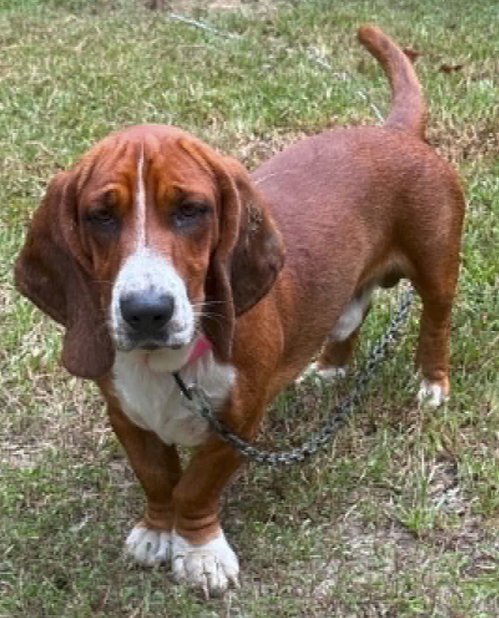 BRAMBLE - ADOPTION PENDING!, a dog for adoption from Tri-State Basset Hound Rescue