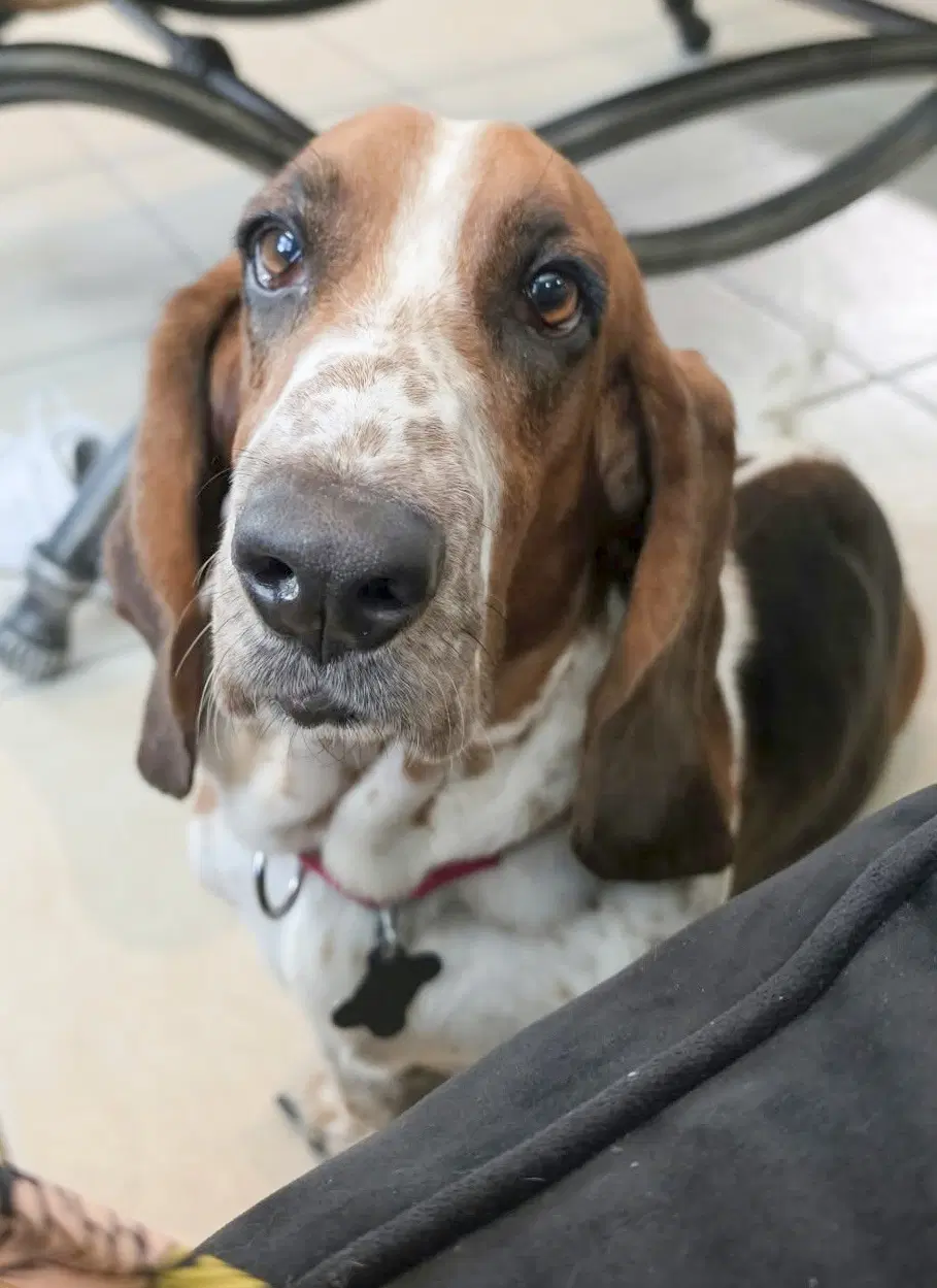 Keira - Basset Hound