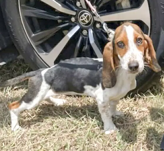 Nala - Basset Hound