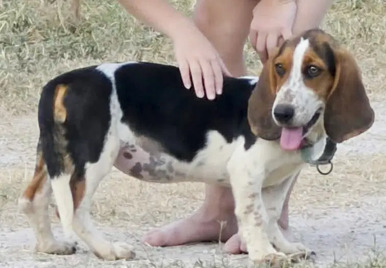 Nala image 3