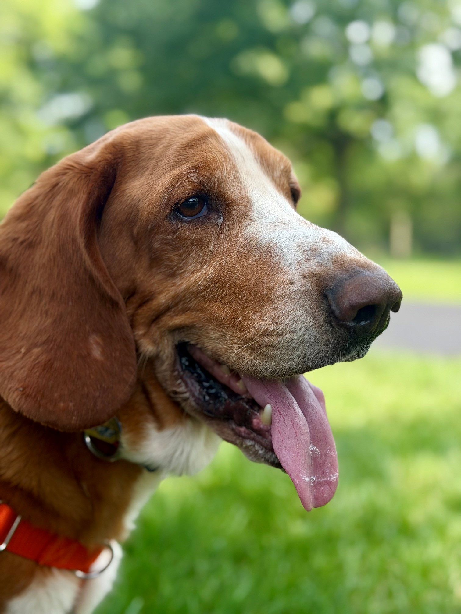 DUKE, dog — photo 1 of 4