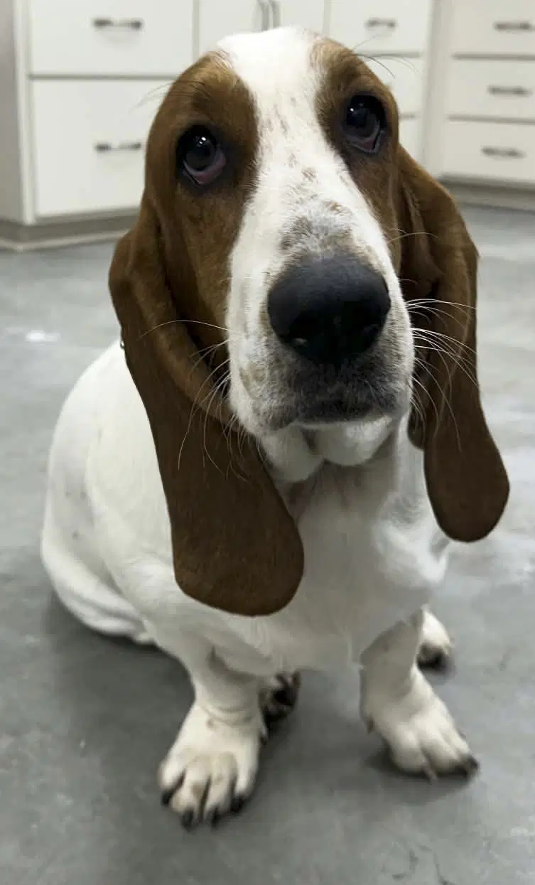 Minnie image 1