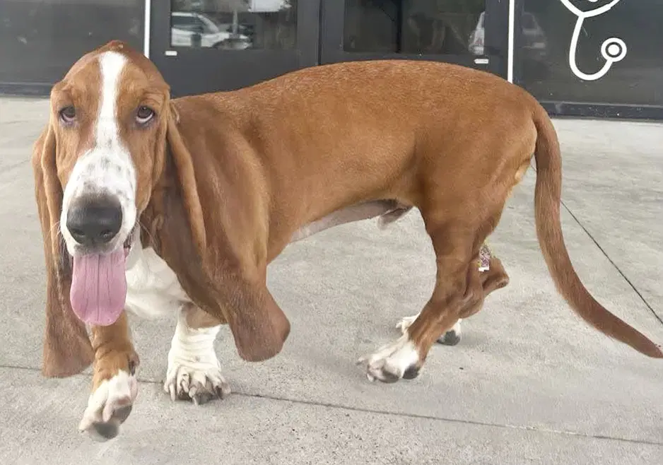 Rusty - Basset Hound