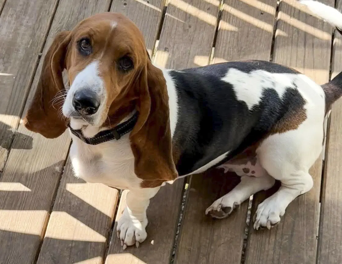 Priscilla - Basset Hound