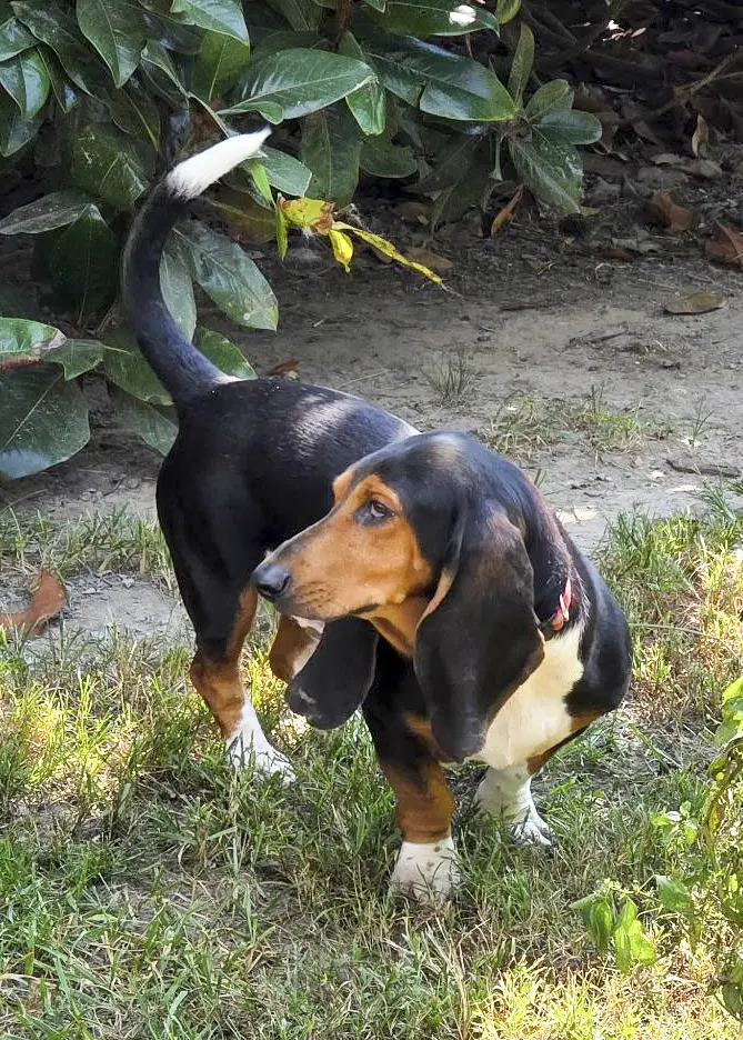 Elvis - Basset Hound