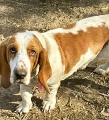 Carter - Basset Hound