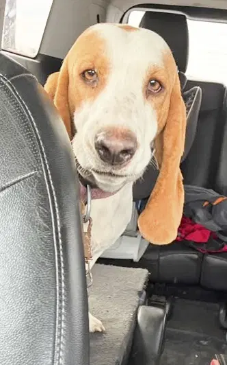 Hannah - Basset Hound