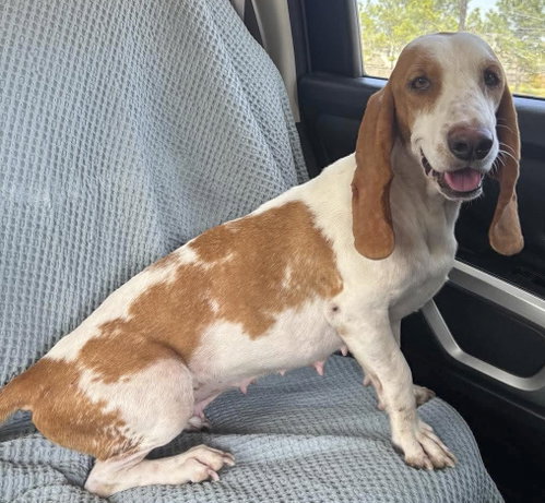 HANNAH, a dog for adoption from Tri-State Basset Hound Rescue