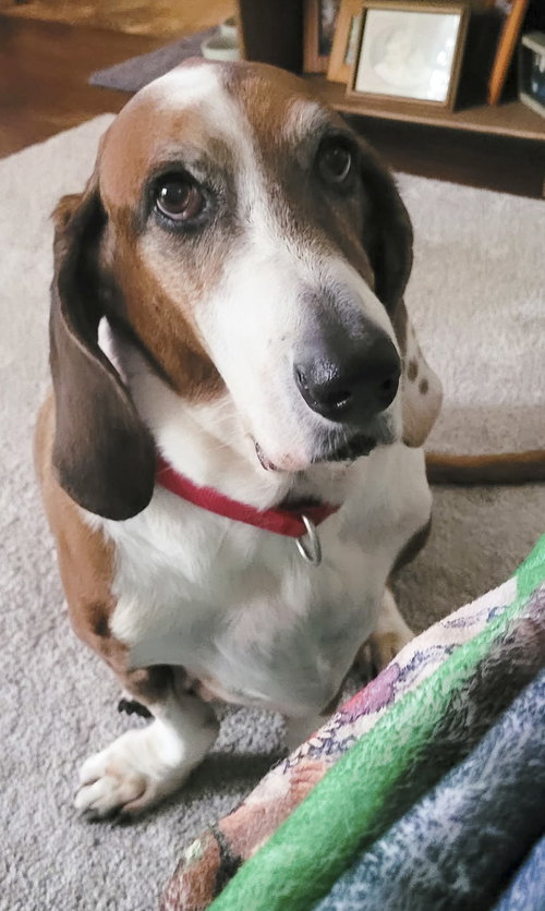 HUCKLEBERRY, a dog for adoption from Tri-State Basset Hound Rescue
