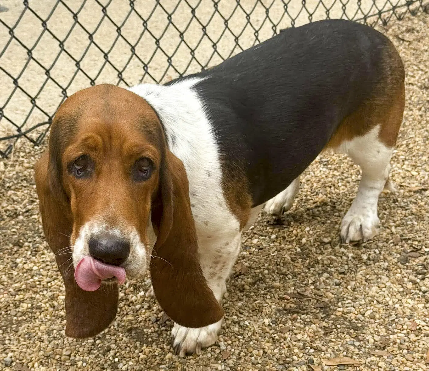 Missy - Basset Hound