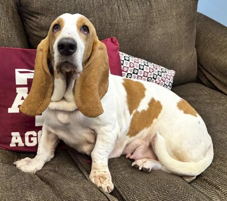 Jazzy - Basset Hound