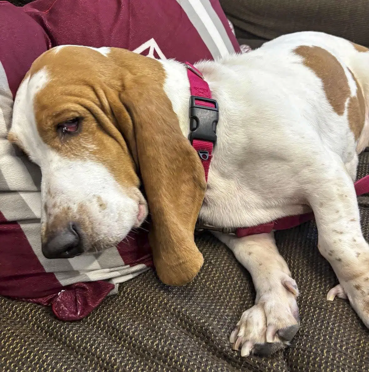 Jazzy image 4