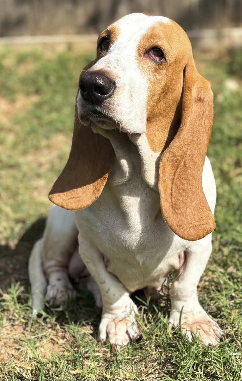 JAZZY - ADOPTION PENDING!