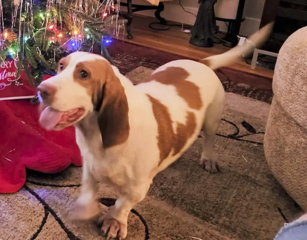 Evie - Basset Hound